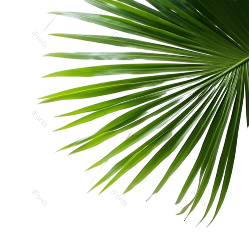 叶子图片,自然元素,植物PNG,免抠素材